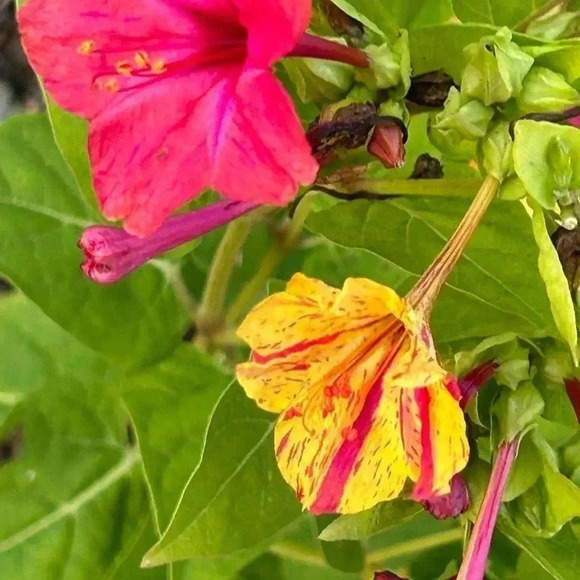 Four O'Clock Marvel of Peru Seeds - 50 seeds - Picture 7 of 11